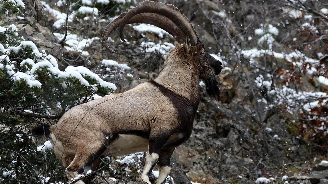 Bitlis’te 4 yaban keçisi avlatılacak: Av kotaları için ihale yapılacak