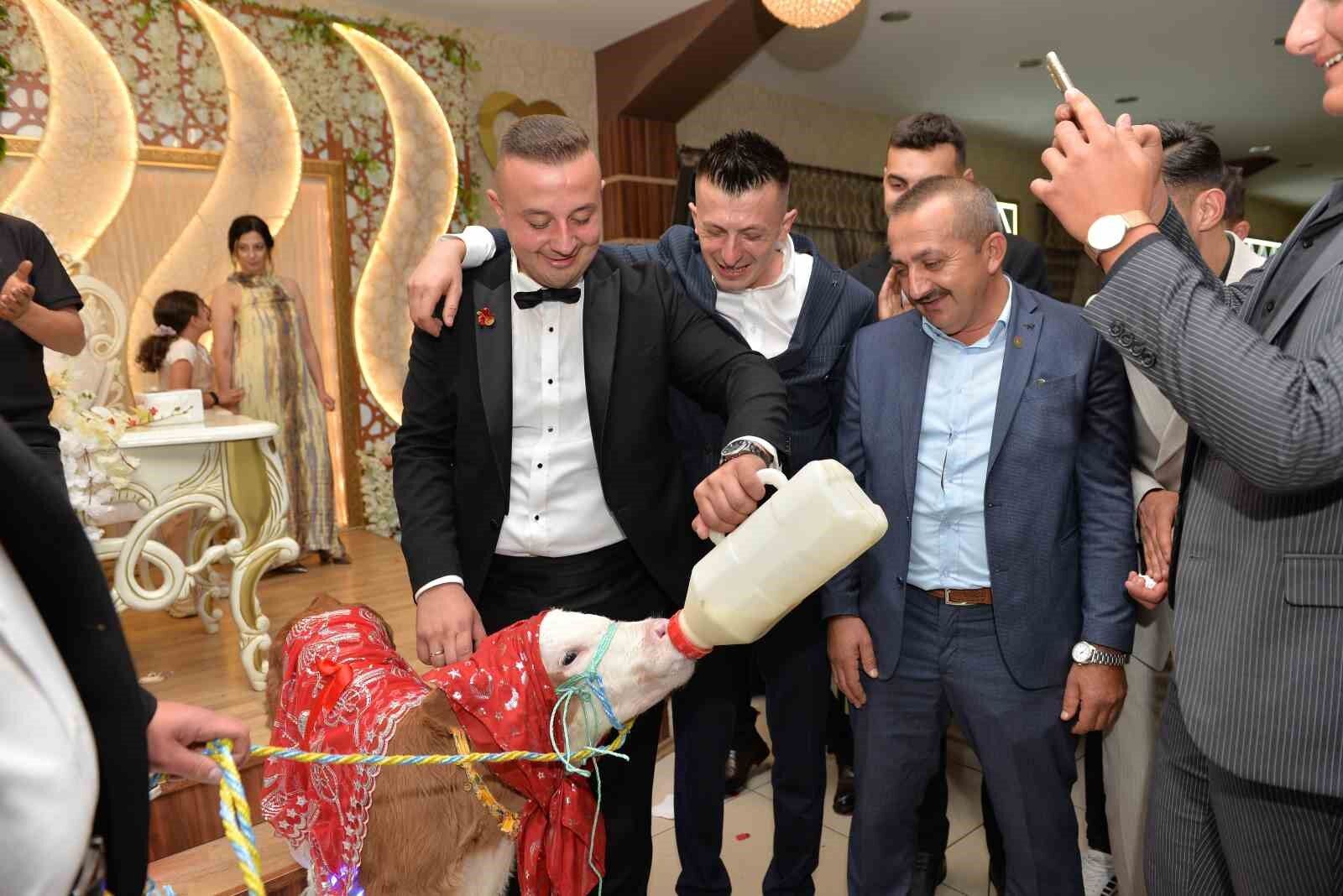 Düğünde gelin ve damada ilginç takı: Buzağı hediye ettiler