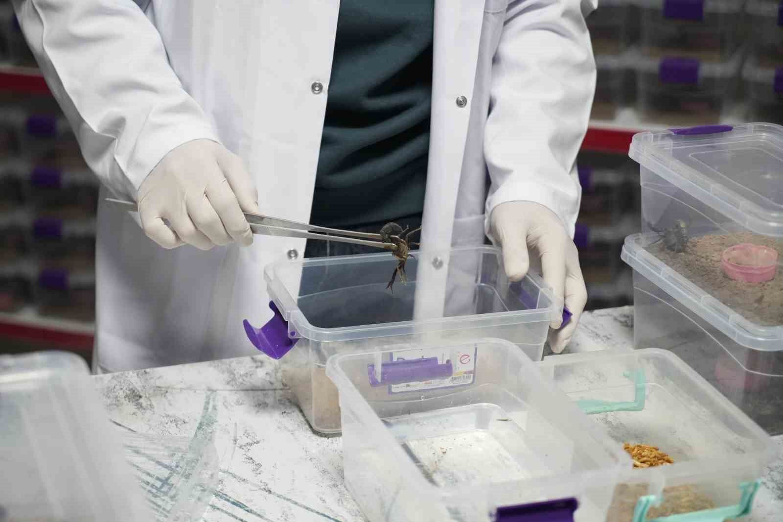 Niğde’den dünyaya ’akrep zehri’ ihracatı