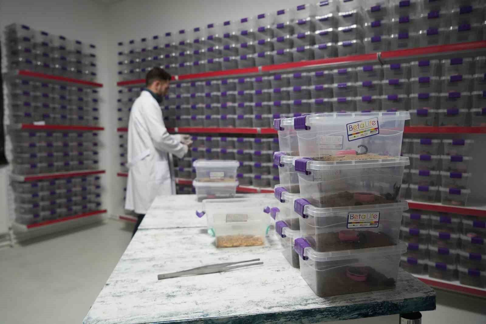 Niğde’den dünyaya ’akrep zehri’ ihracatı