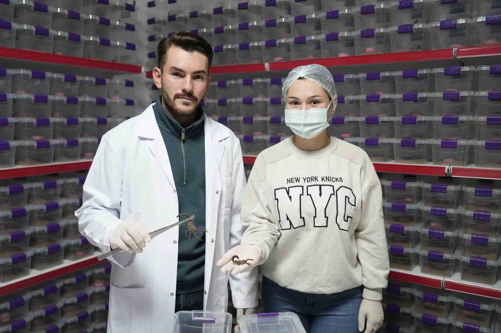 Niğde’den dünyaya ’akrep zehri’ ihracatı