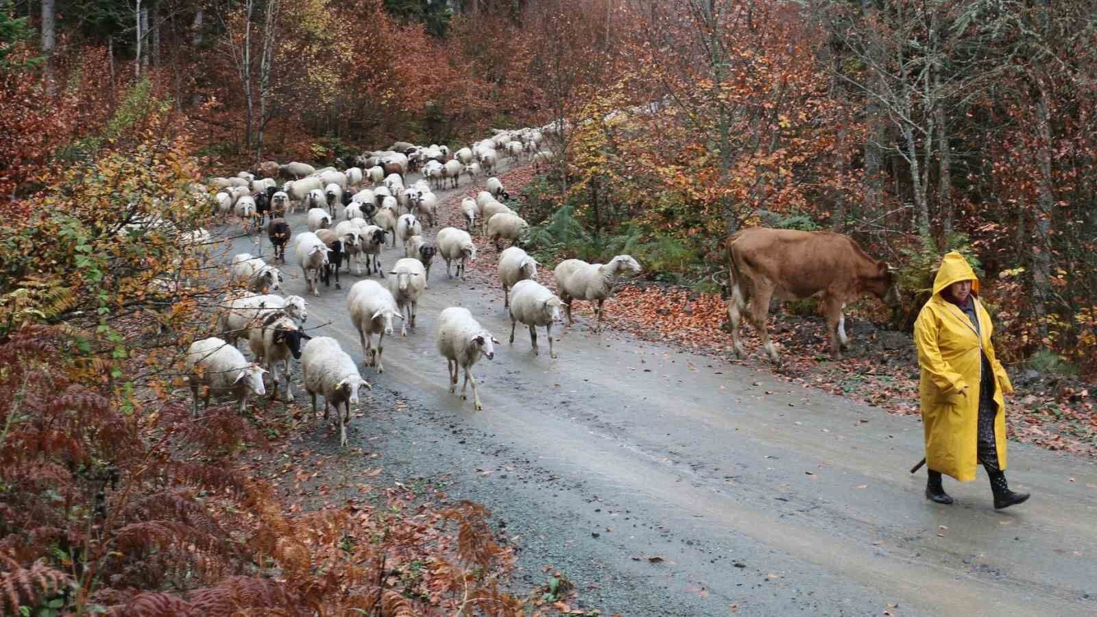 Bolu’da yaylalardan köylere göç başladı