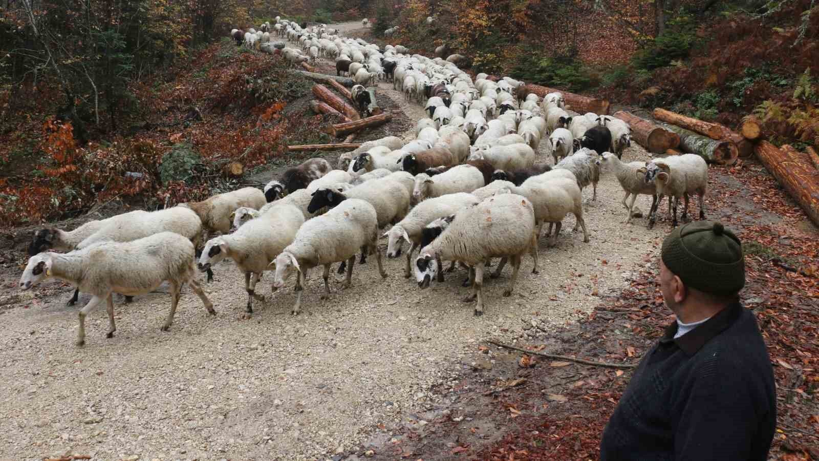 Bolu’da yaylalardan köylere göç başladı