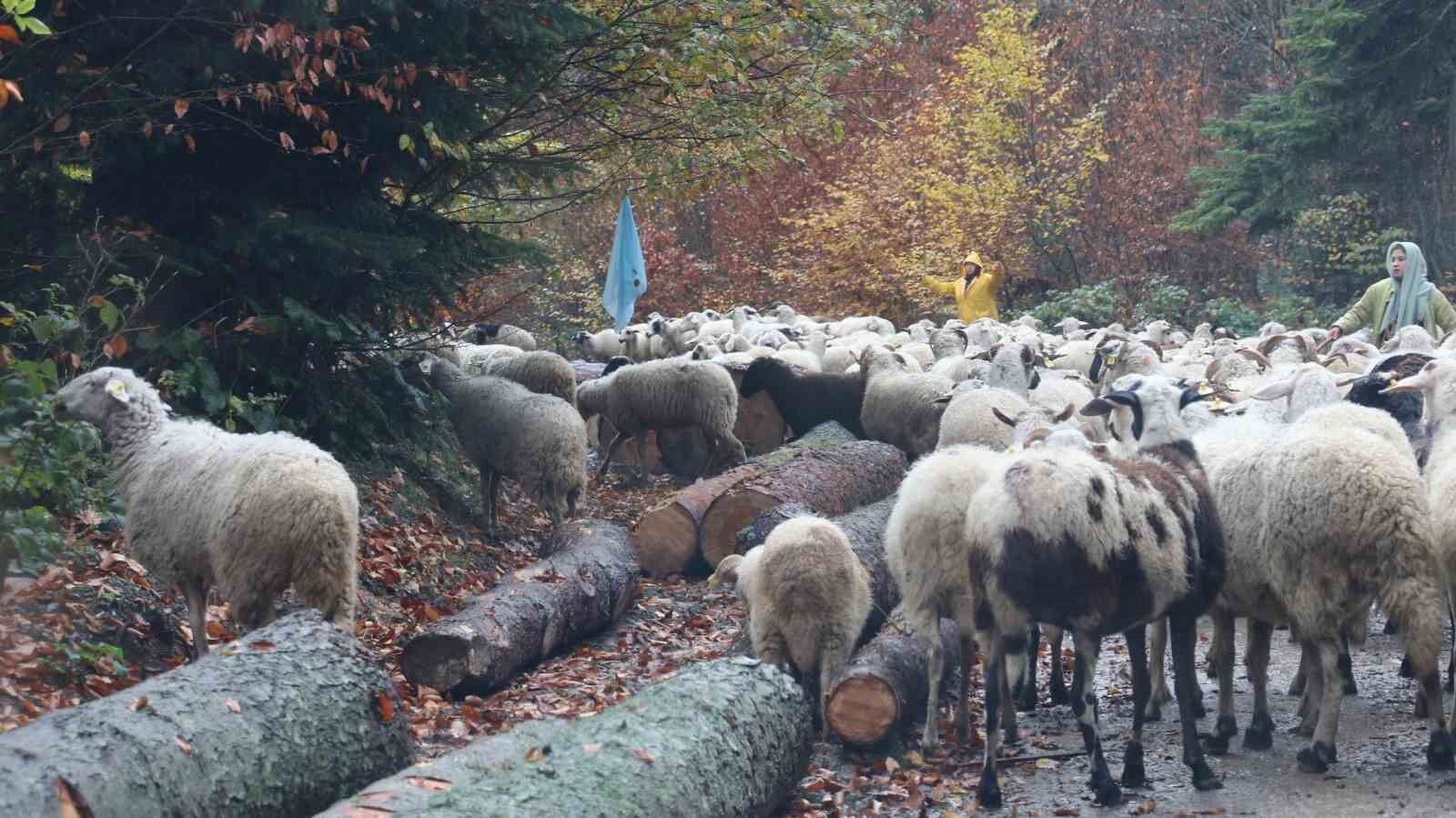 Bolu’da yaylalardan köylere göç başladı