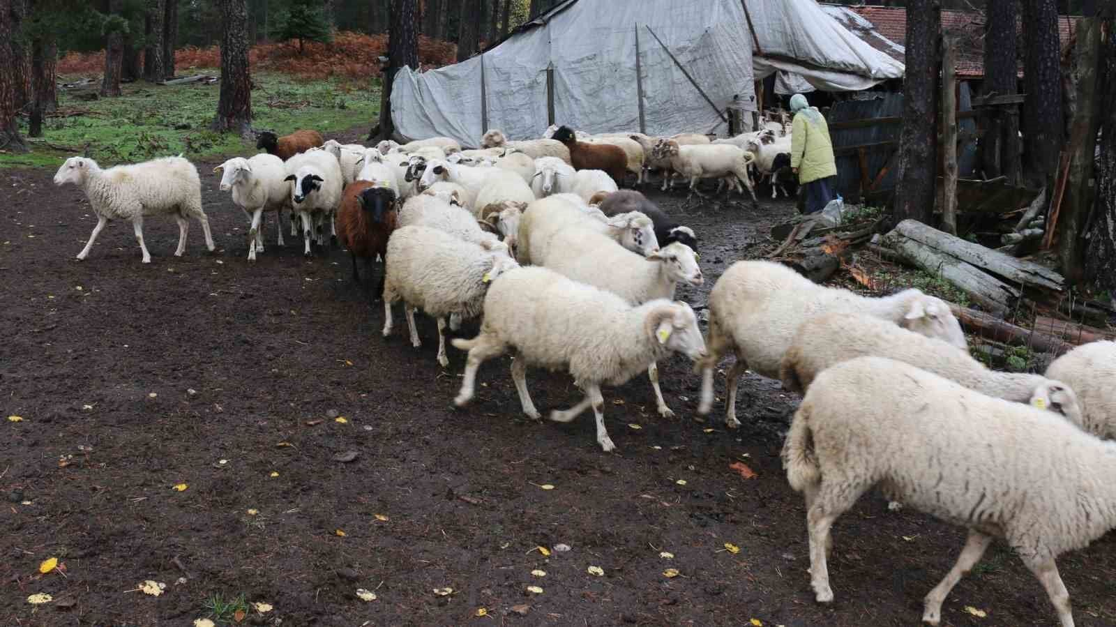 Bolu’da yaylalardan köylere göç başladı